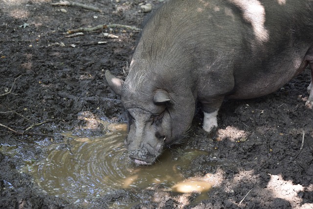 【原创】足球预测推荐:周日001荷甲-特温特VS威廉二世.