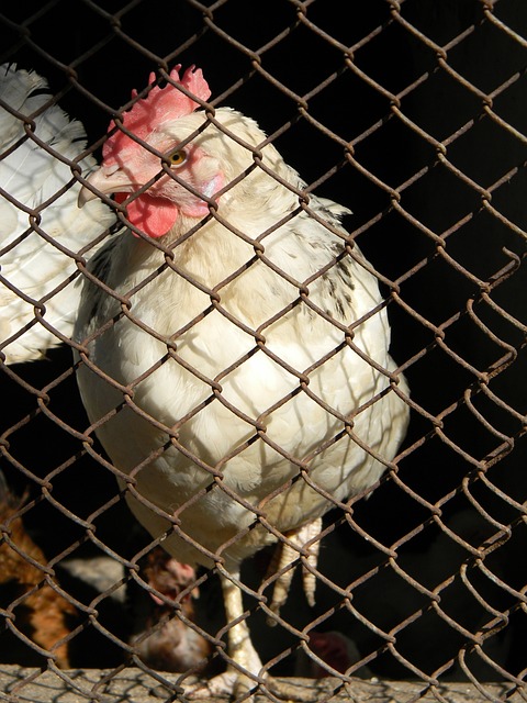 上半场比赛,澳大利亚球员米勒反击过程中被谢文能放倒….