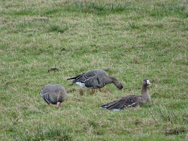 NBA太阳vs雄鹿:扬尼斯・阿德托昆博半场 20 分奠定胜局,布克单节 7 中 4 仍无力回天,雄鹿胜太阳.